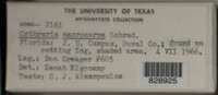 Image Associated With the Occurence
